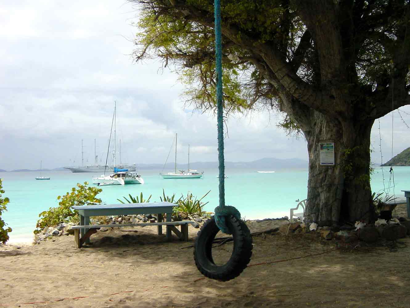 Tree swing